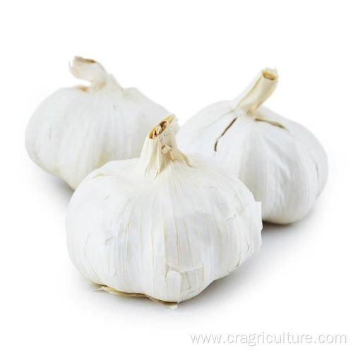 Farm Wholesale Dried Whole Garlic Price